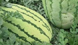 如何免费吃瓜,轻松解锁瓜界盛宴