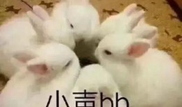 兔子爆料博主是谁啊视频,揭秘热门视频背后的神秘人物